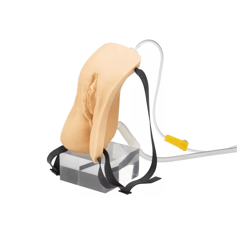 Weibliches Katheterisierungsmodell (umschnallbar) - Erler - Zimmer